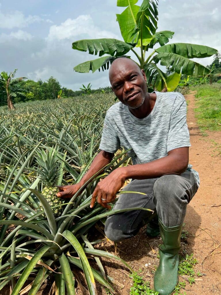 homme dans champ ananas